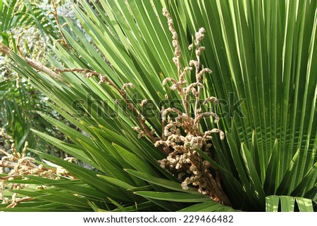 Palm tree and its flower.