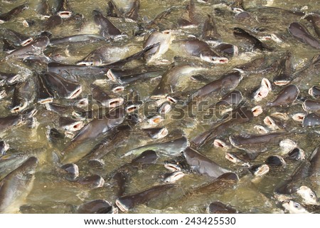 Fish at the ship landing in Chaopraya river, Nonthaburi provice Thailand.