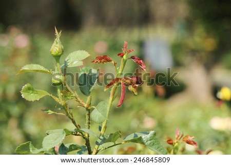 Rose tree with young leaves and flowers.