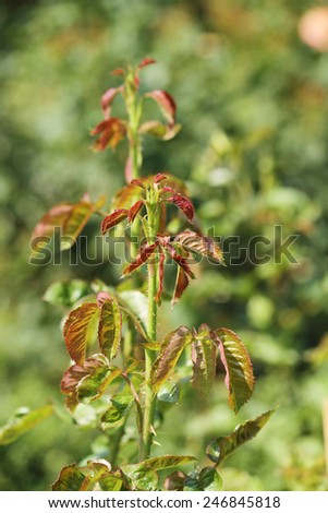 Rose tree with young leaves and flowers.