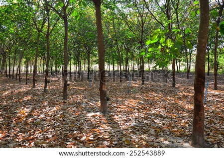 Rubber Tree Plantation With Rows Of Cultivated Trees