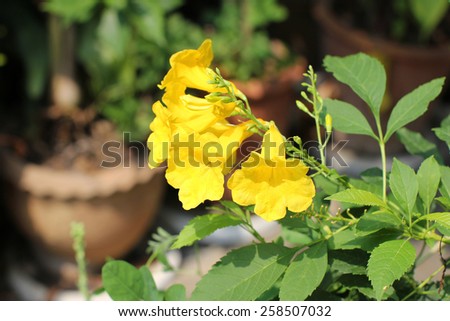 Golden Trumpet flower