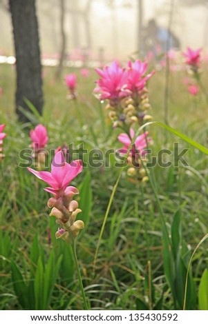 Pink Siam tulip in Chaiyaphum province of Thailand.