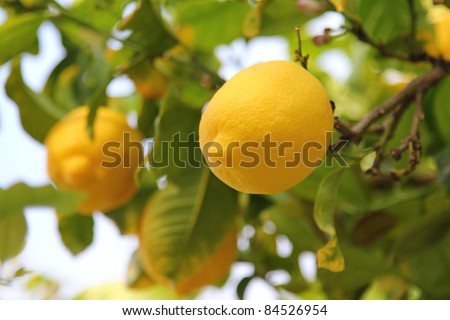 Lemon on the tree showing its tip