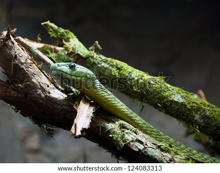 Green snake on a branch with green moss