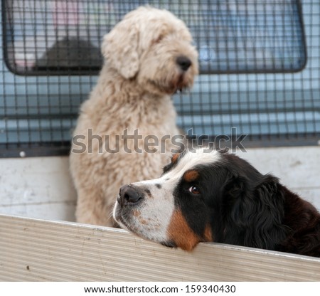 Two dogs sitting on a truck bed