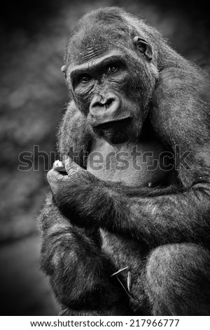 gorilla portrait, black and white