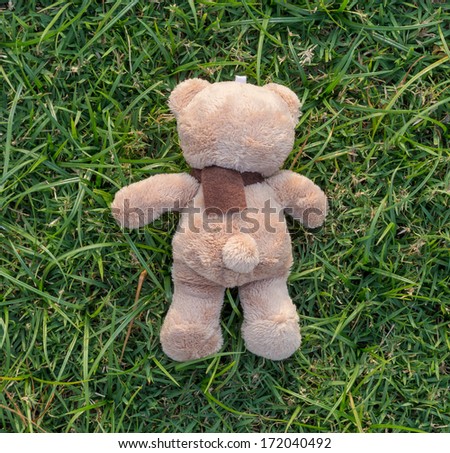 TEDDY BEAR brown color with scarf on the grass,back side