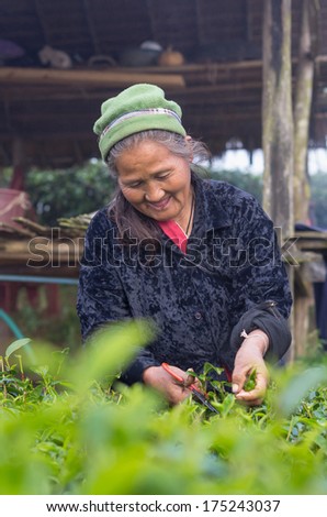 CHIANG MAI,THAILAND - JANUARY 11 : The old unidentified farmer pick in tea leaves between green tea bushes on January 11, 2014 in tea field,ang khang, Chiang mai, Thailand.