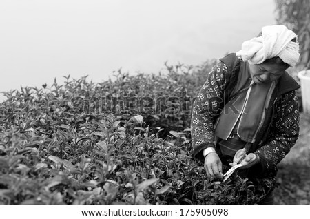 CHIANG MAI,THAILAND - JANUARY 11 : Unidentified farmer pick in tea leaves between green tea bushes on January 11, 2014 in tea field,ang khang, Chiang mai, Thailand.