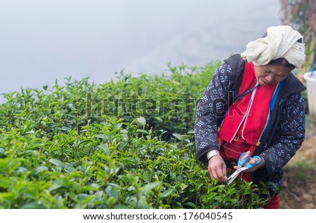 CHIANG MAI,THAILAND - JANUARY 11 : Unidentified farmer pick in tea leaves between green tea bushes on January 11, 2014 in tea field,ang khang, Chiang mai, Thailand.