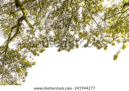 Branch and Leaf of tree on white background