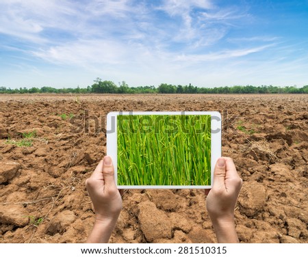 Female hands holding tablet taking pictures paddy rice dry field