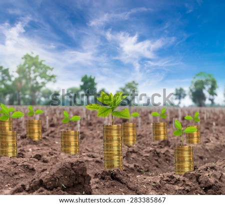stack of gold coins with seed on the start cultivation Cassava or manioc plant field, business investment concept