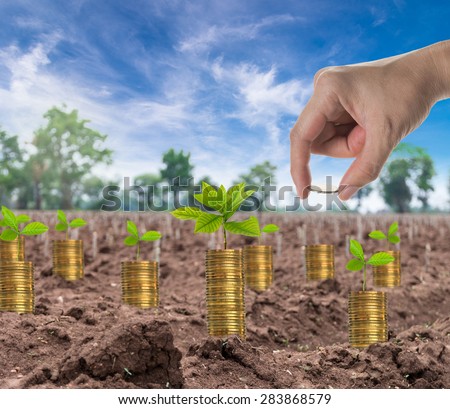 Hand holding the seed on stack of gold coins with seed on the start cultivation Cassava or manioc plant field, business investment concept