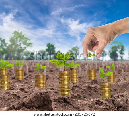 Hand holding the seed on stack of gold coins with seed on the start cultivation Cassava or manioc plant field, business investment concept