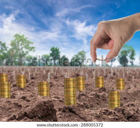 Hand holding the coin on stack of gold coins on the start cultivation Cassava or manioc plant field, business investment concept