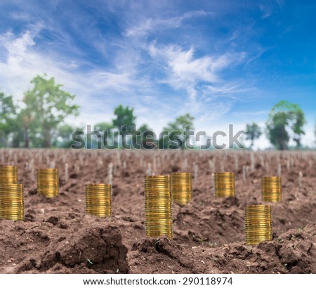 stack of gold coins on the start cultivation Cassava or manioc plant field, business investment concept