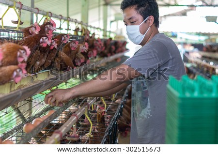 Young Farmer collecting the egg in egg chicken farm