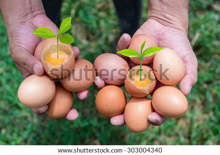 Hand holding the Eggs with Plant growing in broken egg over the grass in chicken farm, business growth concept