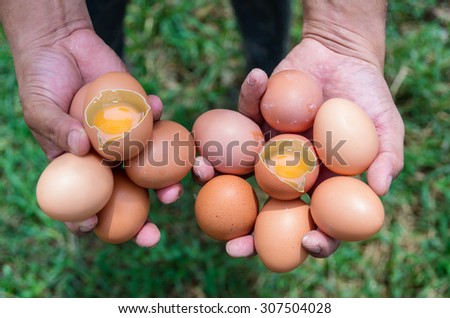 Hand holding the broken egg over the grass in chicken farm, business growth concept