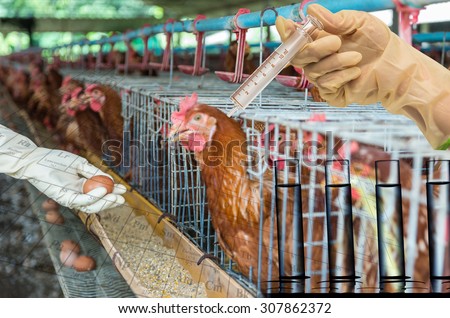 egg chicken farm with Chemical Laboratory, Hand holding medical injection syringe with test tube