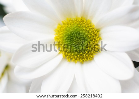 Beautiful and clean white Chamomile flower indoor shoot