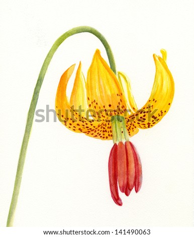 Tiger Lily Blossom.  Watercolor illustration of a wild tiger lily blossom with white background.