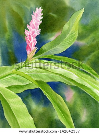 Pink Ginger with Blue and Green Background.  Watercolor painting of pink ginger flowers and leaves.  The background is abstract with bright blue, pink and green.