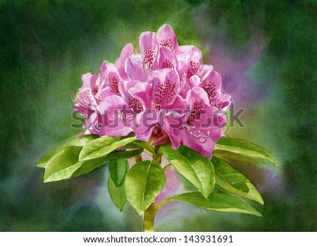 Magenta Rhododendron Dark Background.  Watercolor painting of a magenta colored  rhododendron blossom with a wet in wet background of dark pigments.