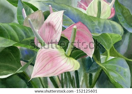Pink Anthurium.  Watercolor painting of tropical flower, pink anthurium,  with blue and green leaves.