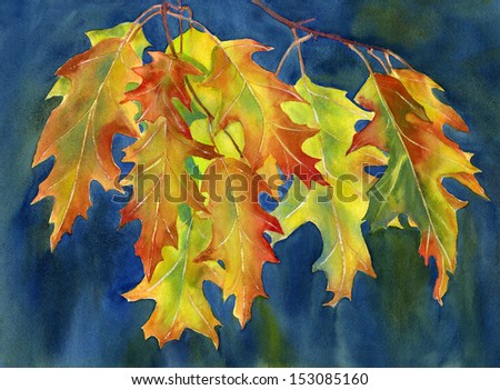 Autumn Oak Leaves on Dark Background. Watercolor illustration, painting, of rust colored, orange and yellow oak leaves with a dark, blue, background painted wet in wet.