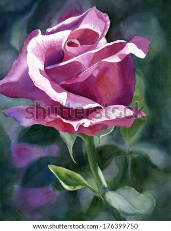 Rose Violet Bud.  Watercolor painting of a red violet rose bud with sunlight.