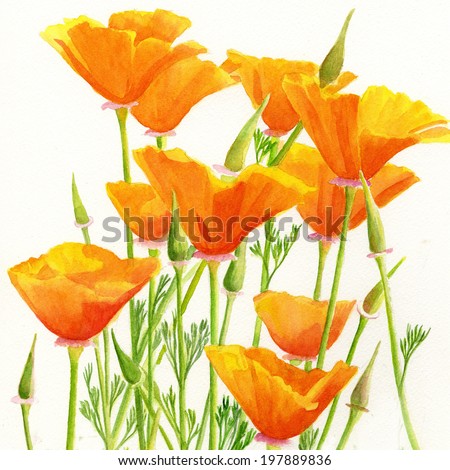 California Poppies Square Design.  Watercolor painting of yellow California poppies wildflowers with a white background in a square format