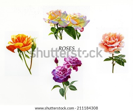 Roses Poster and Clip Art.  Four watercolor illustrations in poster, clip art, format with a white background.