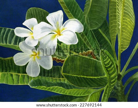 White Plumeria Flowers with a Blue Background.  Watercolor painting and colored pencil of white tropical flowers on textured watercolor paper with tropical leaves on a branch hand painted.