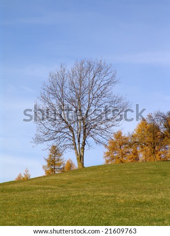 Landscape with a big tree without leaves and some little tree with yellow leaves with green grass and blue sky