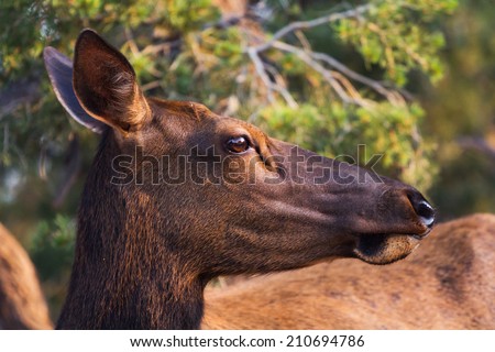 Mule deer head close-up. Capture taken at the Grand Canyon South Rim.