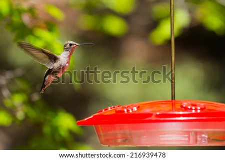 A closeup of a hummingbird flying near a feeder