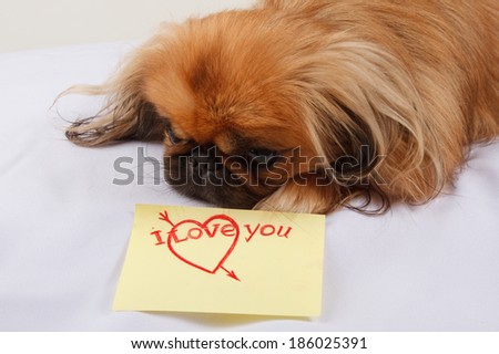 Pekingese dog and and sticker a white background