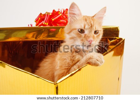 red cat in gift box