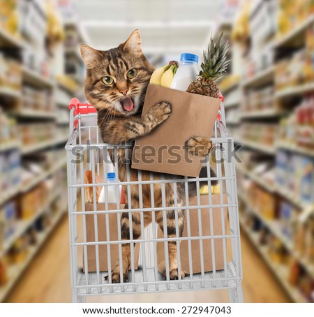 Funny cat in the store