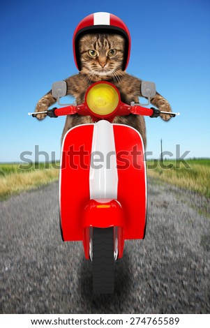 funny cat driving a moped