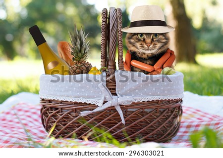 Funny cat on a picnic. Beautiful summer day
