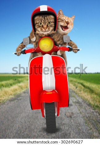 Funny cats - driving a moped. Humorous theme. Two cat driving a moped.