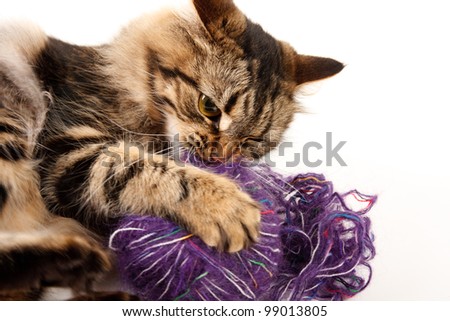 cat and a ball of thread