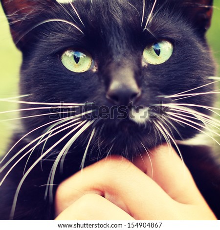 cat in human hands