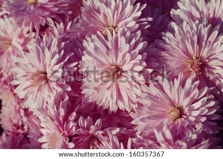 purple chrysanthemum