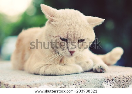 Sad street cat. Photo toned style instagram filters