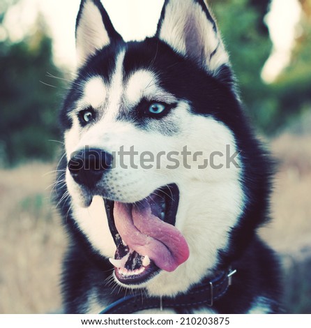 Husky portrait. Photo toned style Instagram filters